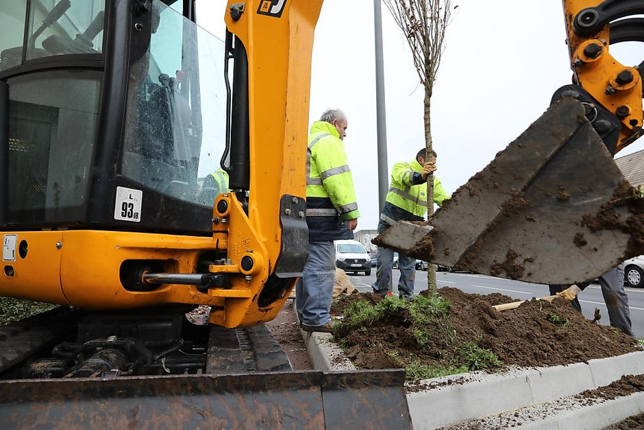 Plantation d'arbre sur l'avenue du jour, 8 décembre 2020 - voir en plus grand : (fenêtre modale)