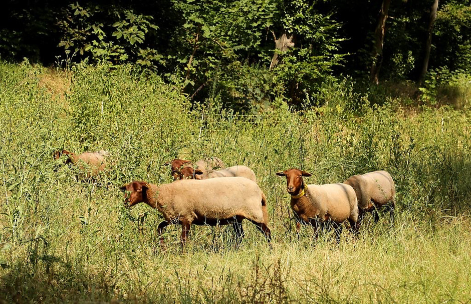 Des moutons dans le bois de la Justice, juillet 2020 - voir en plus grand : (fenêtre modale)