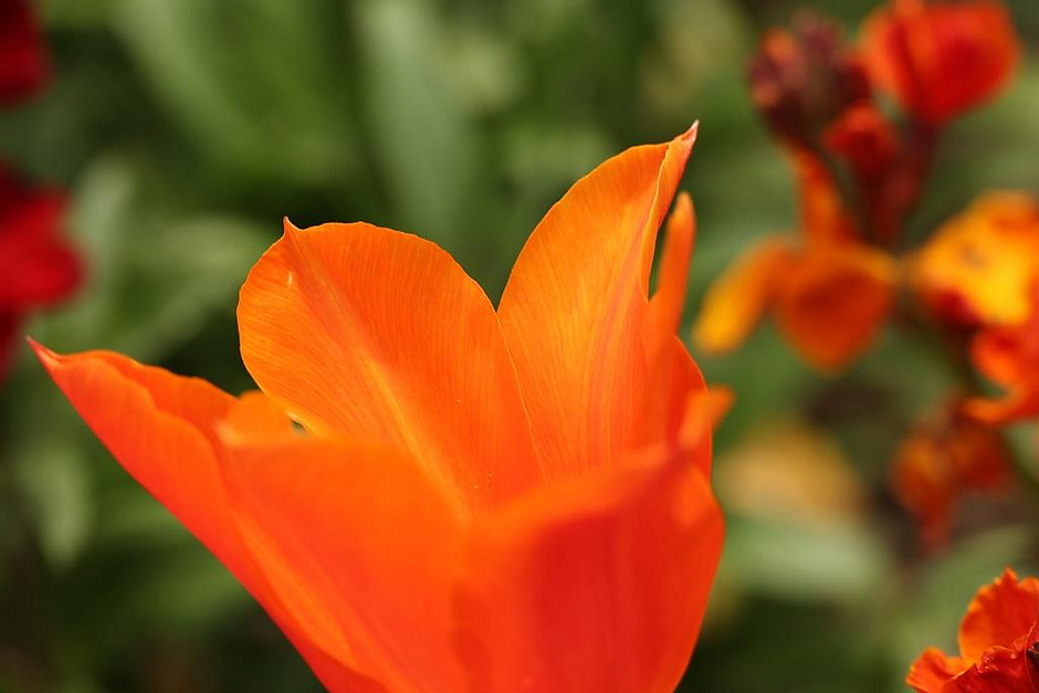 Sols fleuris et arbustes à Cergy - voir en plus grand : (fenêtre modale)