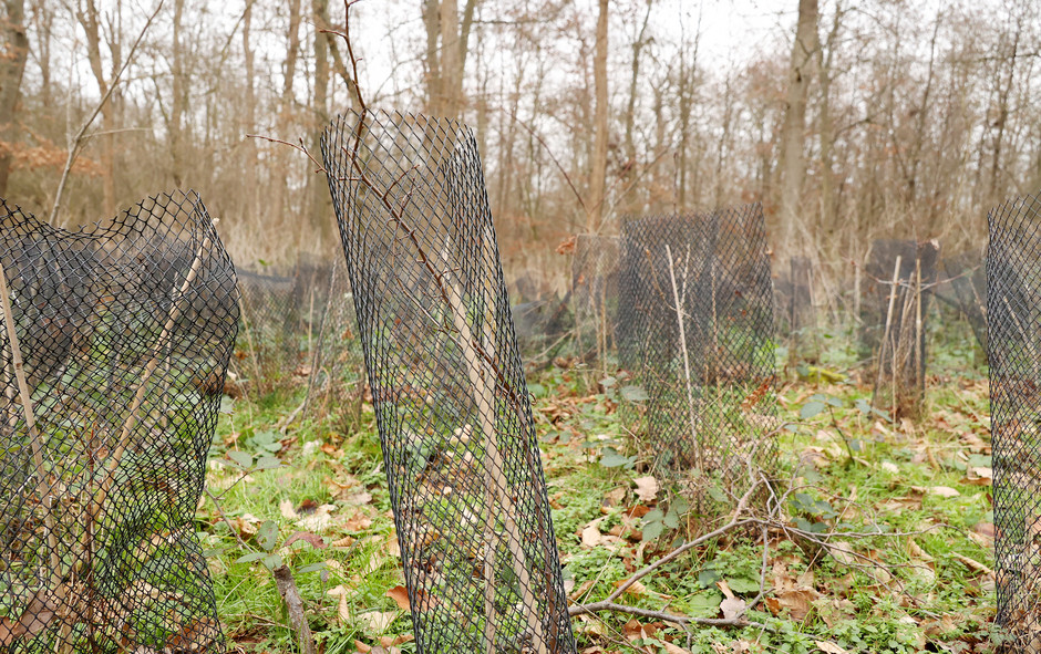 Plantation participative au bois de Cergy, 28 et 29 janvier - voir en plus grand : (fenêtre modale)