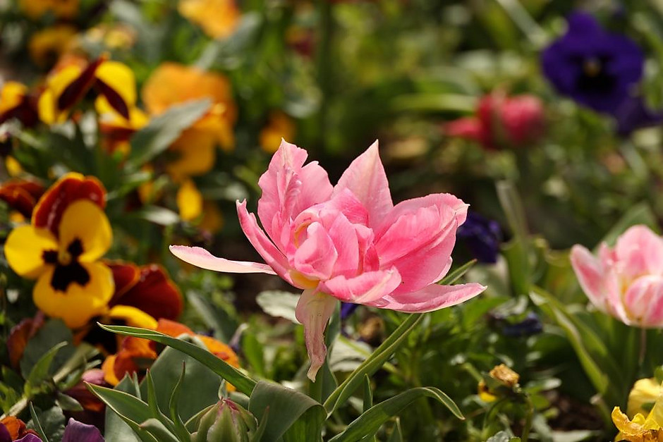 Sols fleuris et arbustes à Cergy - voir en plus grand : (fenêtre modale)