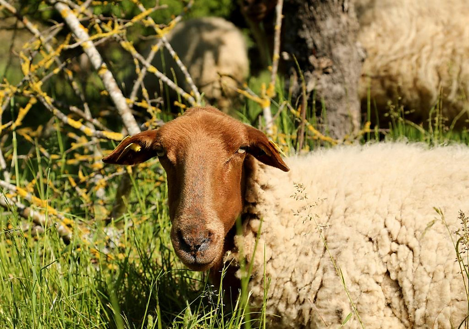 Moutons avenue du Centaure - voir en plus grand : (fenêtre modale)