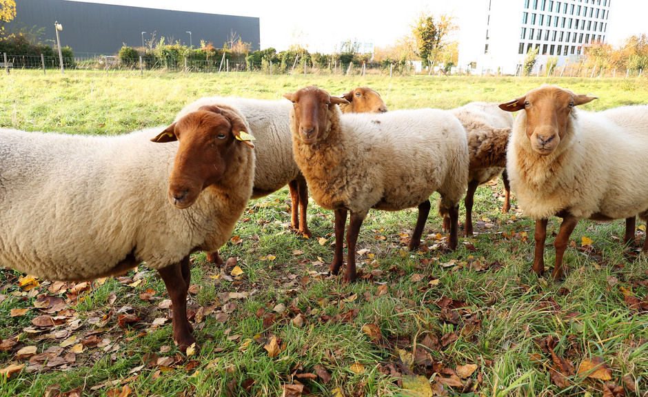 Éco-pâturage hivernal à Cergy  - voir en plus grand : (fenêtre modale)
