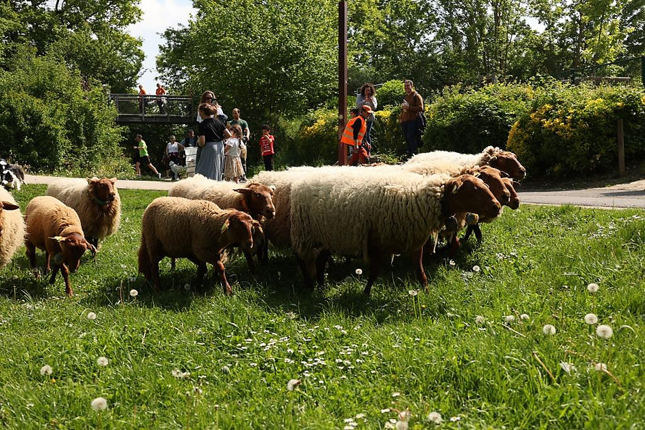 Transhumance des moutons, les 7 et 8 mai entre la ferme d'Écancourt de Jouy-le-Moutier et Courdimanche. - voir en plus grand : (fenêtre modale)