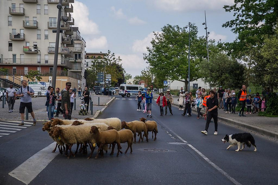 Transhumance des moutons, les 7 et 8 mai entre la ferme d'Écancourt de Jouy-le-Moutier et Courdimanche. - voir en plus grand : (fenêtre modale)