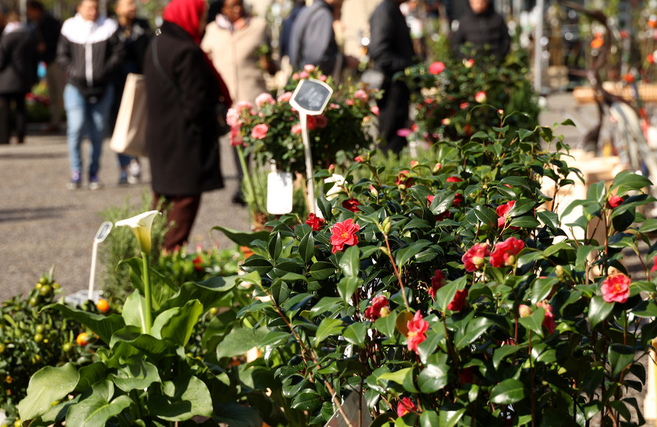 Marché au fleurs - voir en plus grand : (fenêtre modale)