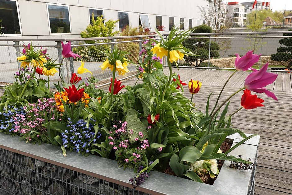Sols fleuris et arbustes à Cergy - voir en plus grand : (fenêtre modale)
