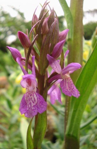 Orchis négligé - voir en plus grand : (fenêtre modale)